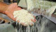 شهرداری تهران نرخ برنج را شکست| تهدید مافیا به میادین تره بار