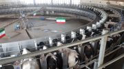 فیلم| تیزر دامداری شیر و گوشت احسان| افتتاح شیردوشی «روتاری»
