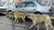 فیلم| سگبازی در باقرشهر؛ آقای شهردار استاد فرج نباش!