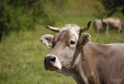 کشتارشبانه ۷۰ گاو شیرده آبستن توسط مامور دولت!