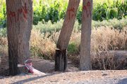 عکس | حمله زباله ها و قاچاقچیان چوب به درختان روستاهای کهریزک