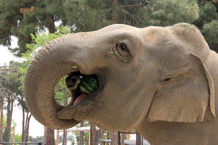 عکس| باغ وحش تهران و گول زدن مردم به اسم شیرایرانی