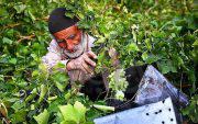 وزارت کشاورزی الگوی کشت برای کشاورزان ایرانی ندارد!